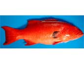 Coral Trout