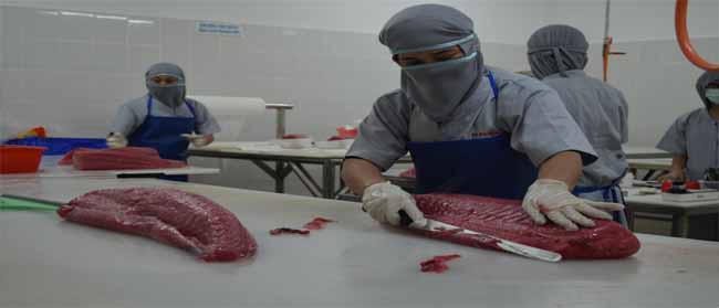 Fillet Fish.
