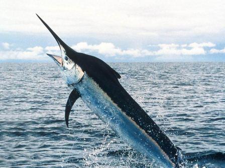 Swordfish